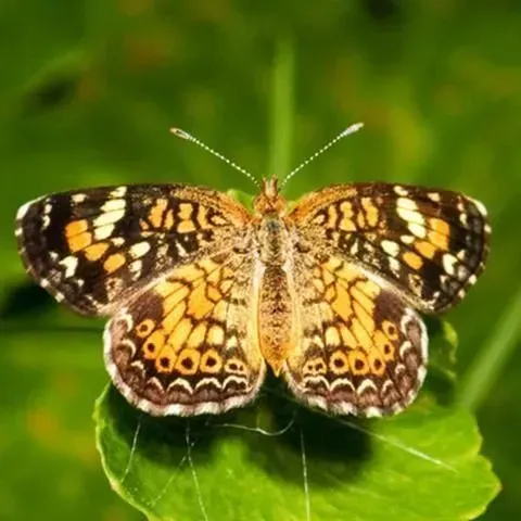 thumbnail for publication: Phaon Crescent, Mat Plant Crescent, Phyciodes phaon (Edwards) (Insecta: Lepidoptera: Nymphalidae)